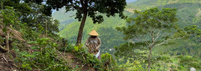 2402 Regenerative Land Management in Lombok